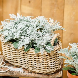 img-1: Цинерария Квиксильвер [1000 шт] - ООО «Семена Тут»