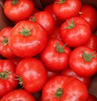 Томат Оазис F1* - ООО «Семена Тут»
