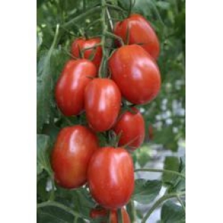 Томат Сиртаки F1 - ООО «Семена Тут»