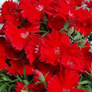 Гвоздика Диана Скарлет [500 шт] - ООО «Семена Тут»