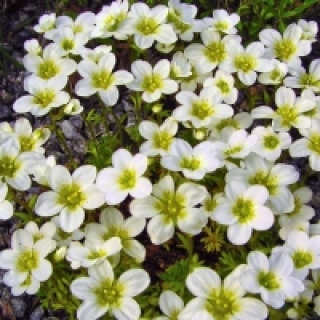 img-0: Камнеломка арендса Хайлендер Вайт [1000 драже] - ООО «Семена Тут»