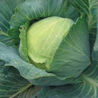 Капуста белокочанная Куизор F1 - ООО «Семена Тут»