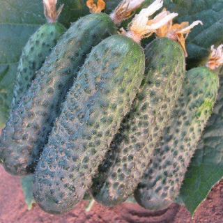 img-0: Огурец Директор F1 - ООО «Семена Тут»