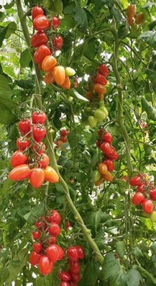 img-1: Томат Патронташ F1 - ООО «Семена Тут»