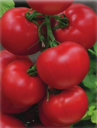 img-1: Томат Пегас F1 (инкруст. семена) - ООО «Семена Тут»