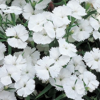 Гвоздика гибридная Телстар Вайт [500 штук] - ООО «Семена Тут»