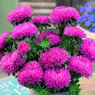 img-0: Астра Бьютифул Дэй Бриллиант Роуз [3 гр] - ООО «Семена Тут»