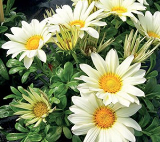 img-0: Газания Энорма Ванилла [1000 шт] - ООО «Семена Тут»