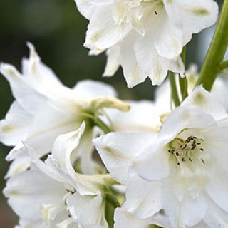 Дельфиниум Мэджик Фонтэйнс Пьюр Вайт [50 шт] - ООО «Семена Тут»