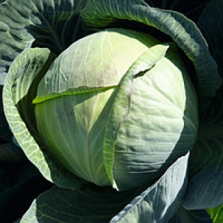 Капуста белокочанная Краутман F1 - ООО «Семена Тут»