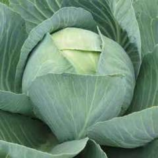 Капуста белокочанная Золтан F1 (прециз. семена) - ООО «Семена Тут»