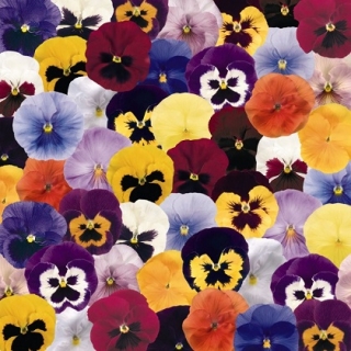 Виола крупноцветковая Инспайер Делюкс Макси Микс [1000 шт] - ООО «Семена Тут»