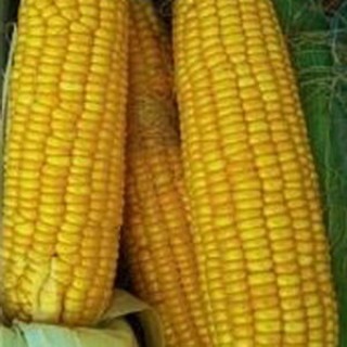 img-0: Кукуруза Лакомка 121 - ООО «Семена Тут»