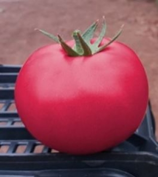 img-0: Томат Пинк Кристалл F1* - ООО «Семена Тут»