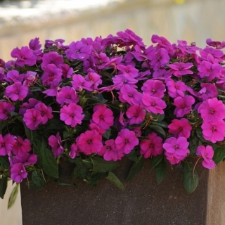 Бальзамин новогвинейский Дивайн Виолет [100 шт] - ООО «Семена Тут»