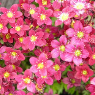 Камнеломка арендса Хайлендер Ред [1000 драже] - ООО «Семена Тут»