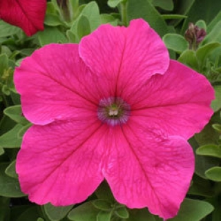 Петуния грандифлора Призм Брайт Роуз [1000 драже] - ООО «Семена Тут»