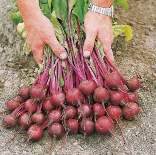 Свекла Экшен F1 [фракция семян: 3,5-4,0 мм] - ООО «Семена Тут»