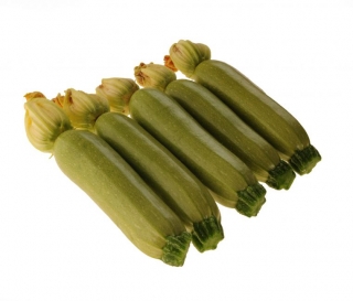 Кабачок Профит F1 - ООО «Семена Тут»