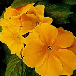 img-1: Примула Данова Оранж Еллоу [1000 шт] - ООО «Семена Тут»