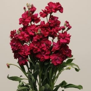 Маттиола Кац Руби [250 шт] - ООО «Семена Тут»