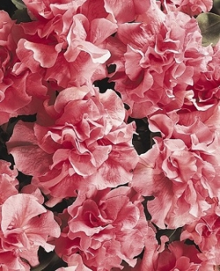 img-1: Петуния махровая Дабл Каскад Пинк Софт [10000 шт] - ООО «Семена Тут»