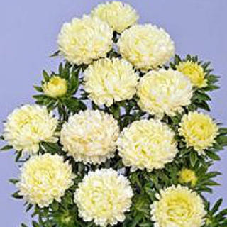 img-0: Астра Бьютифул Дэй Еллоу [3 гр] - ООО «Семена Тут»