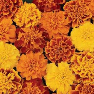 Бархатцы отклоненные Бонанза Микс [10000 шт] - ООО «Семена Тут»