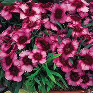 Гвоздика Супер Партфайт Распберри [100 драже] - ООО «Семена Тут»