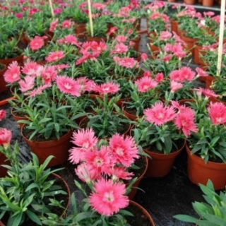 img-1: Гвоздика Супра Салмон [500 шт] - ООО «Семена Тут»