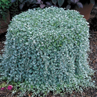 Дихондра Сильвер фолс [250 шт] - ООО «Семена Тут»