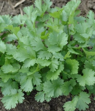 Кориандр Санто (инкруст. семена) - ООО «Семена Тут»