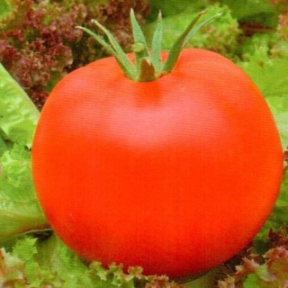 img-0: Томат Санька - ООО «Семена Тут»
