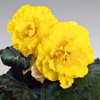 Бегония клубневая Нонстоп Еллоу [500 драже] - ООО «Семена Тут»