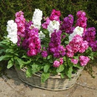 Маттиола Хармони микс [250 шт] - ООО «Семена Тут»