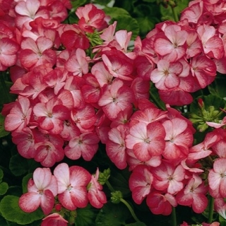 Пеларгония зональная Мультиблум Скарлет Ай [100 шт] (инкруст. семена) - ООО «Семена Тут»