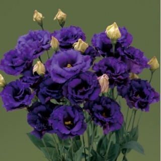 Эустома Корелли 3 Блю  [1000 драже] - ООО «Семена Тут»