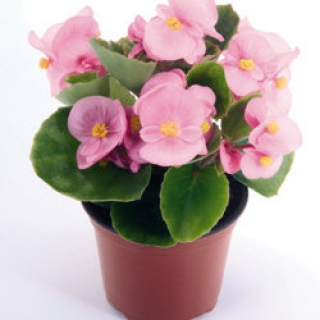 Бегония вечноцветущая Спринт Плюс Роуз [50 драже] - ООО «Семена Тут»