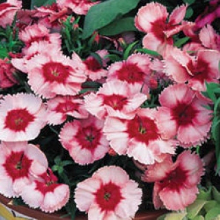 Гвоздика Супер Партфайт Строберри [100 драже] - ООО «Семена Тут»