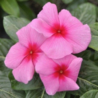 Катарантус Кора Строберри [100 шт] - ООО «Семена Тут»