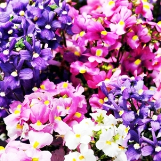 Немезия Поэтри Микс [100 драже] - ООО «Семена Тут»