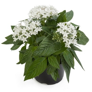 Пентас Граффити Вайт [500 драже] - ООО «Семена Тут»