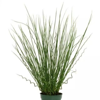 img-1: Ситник Твистед Эрроус [100 драже] - ООО «Семена Тут»