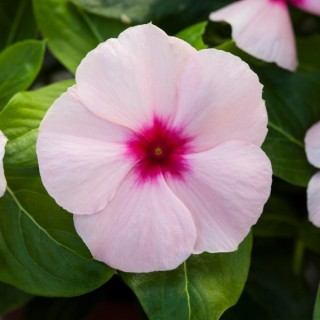 img-0: Катарантус Блокбастер Эприкот [100 шт] - ООО «Семена Тут»