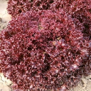 Салат Раста - ООО «Семена Тут»