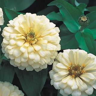 Цинния Дримленд Айвори [10 гр] - ООО «Семена Тут»