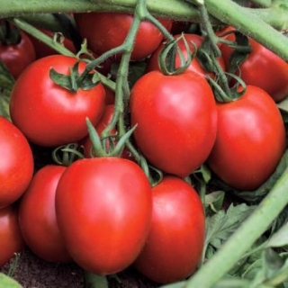 Томат Дино F1 - ООО «Семена Тут»