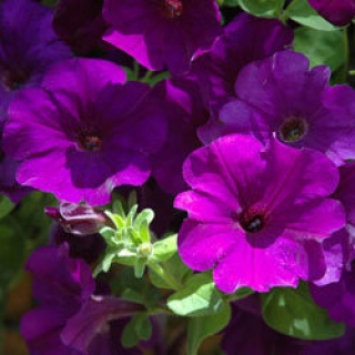 Петуния ампельная Опера Блю [50 драже] - ООО «Семена Тут»