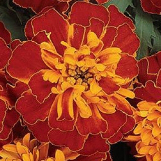 Бархатцы отклоненные Бонанза Хармони [5000 шт] - ООО «Семена Тут»