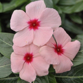 Катарантус Кора Эприкот [100 шт] - ООО «Семена Тут»